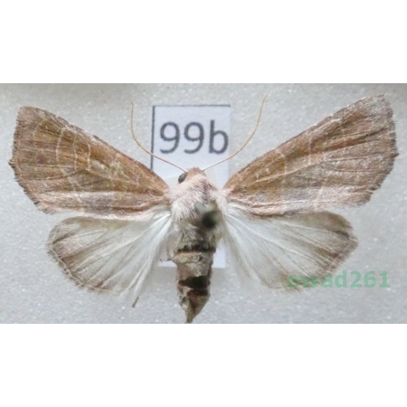 Atethmia ambusta (Denis & Schiffermüller, 1775) Czech99b